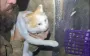 National Guard troops evacuate cat from "zero" line using ground robotic system. VIDEO