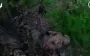 SOF fighters take control of woodland in Donetsk region. VIDEO