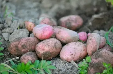 Експерти повідомили, коли найбільш вигідно закуповувати картоплю на зиму