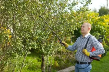 Восени обробіть свій сад цим препаратом — і наступного року парші та плодової гнилі не буде зовсім