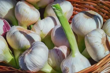 Какие сорта озимого чеснока самые лучшие: не боятся морозов и болезней, формируют гигантские головки