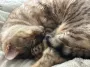 Шипить, коли тягнетеся до живота: чи справді коти бояться лоскоту