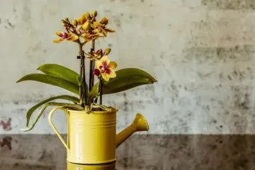 Як доглядати за орхідеями восени, аби вони пережили зиму: корисні поради