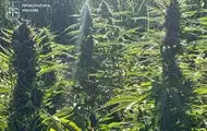 В Винницкой области раскрыли наркогруппу с миллионными доходами