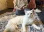 "Не знаю, что делать": женщина приютила кота с необычной мордочкой (фото)