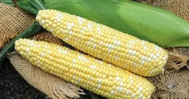 Українська фуражна кукурудза дорожчає: які причини