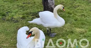 На Дніпропетровщині знайшли унікальне озеро з лебедями