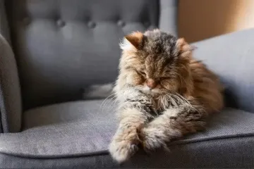 Коли наші коти стають старими