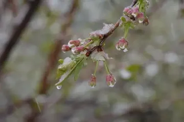 Жителей Киевщины предупреждают о заморозках: когда именно