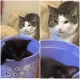 Владельцы завели котенка для одинокой кошки: они не были готовы к реакции на нового любимца (фото)