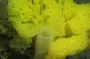 Найдено самое первое животное, заселившее Землю: его до сих пор можно найти на планете