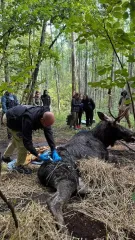 Лось, врятований з болота в Клевані, в критичному стані — медики борються за його життя (фото)