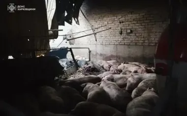 Russia shelled farm in Kharkiv region: 13,000 pigs were killed. PHOTOS