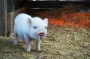 Russia attacked Kharkiv region — 13 thousand domestic animals died