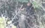 Wounded Russian takes his own life on battlefield. VIDEO 18+