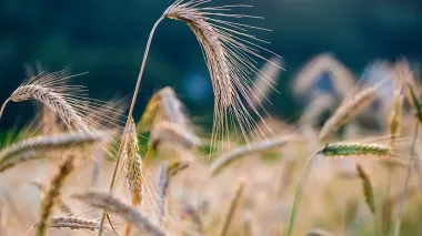 Harvest 2025 completed on 65% of planted areas in Ukraine
