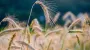 Harvest 2025 completed on 65% of planted areas in Ukraine