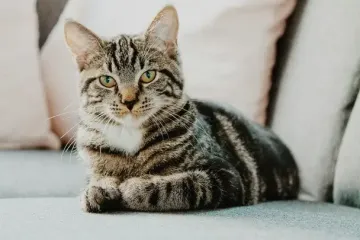 Как коты влияют на здоровье человека: 4 научно доказанных эффекта