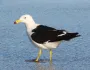 Девушки снимали видео для TikTok, но звездой сети стала чайка в кадре (видео)