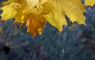 Дощі та тумани: прогноз погоди на початок тижня