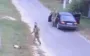 "ТЦК мобілізували кота": у відомстві прокоментували вірусне відео