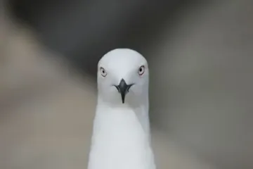 Чайка викрала смартфон у дівчат під час зйомки TikTok — відео стало вірусним