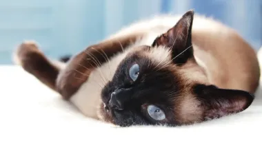 "Мобилизованного" кота на Киевщине вернули хозяевам: подробности (фото)