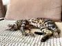 Кошачий локатор: что на самом деле делает ваша мурка, пока вы думаете, что она спит