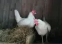 Куры снова начнут активно нестись, если добавить к зерну несколько продуктов: простой рецепт для осени