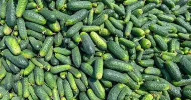 В Україні знову змінились ціни на огірки: скільки доведеться витрачати на кілограм