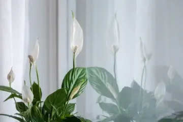 Поливання, яке губить спатифілум: головна помилка, через яку рослина хворіє і в’яне