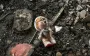 4-year-old girl injured in village near Krasnopillia in serious condition with burns. She will be transported to Okhmatdyt
