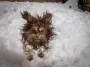 На самом деле существует девять видов осадков: ученые рассказали, какие ждать этой зимой