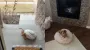 Схема дала "сбой": женщина показала ежедневную традицию собаки, которая удивила людей (видео)
