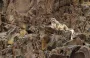 Еще одно животное может быть стерто с лица Земли: снежные барсы слишком схожи генетически