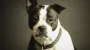 Interpipe starts collaborating with over 2,000 Pegasus animal shelters, incl those in war zones
