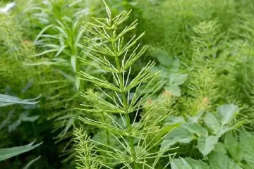 Сорняки как индикаторы состояния почвы: они расскажут, когда нужно подпитать его пеплом, когда осушить, а когда разрыхлить