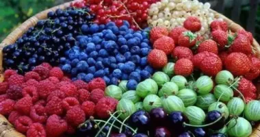 В Україні втратили половину врожаю ягід - чому так сталось