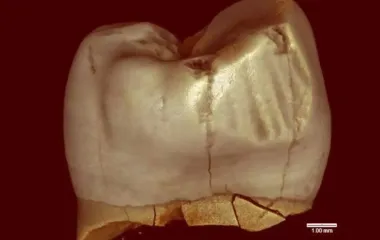 Древнейшая привычка человека была опровергнута: ее не слишком любят и в наши дни