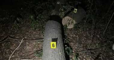 За 5 спиляних дерев жителю Одещини загрожує до 5 років ув’язнення