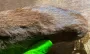 Единственные в мире животные с переливающимся мехом оказались не уникальны: что произошло
