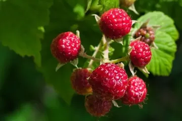 Вот что нужно сделать с кустами малины осенью, чтобы в следующем году был щедрый урожай
