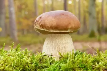 На Прикарпатті чоловік знайшов гігантські білі гриби: відео