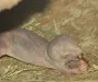 Секрет долголетия: ученые поняли, как голым землекопам удается жить в 10 раз дольше сородичей