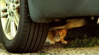 Коти під капотом: водіїв закликали оглядати автівки перед виїздом