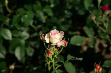 Троянди готуються до зими: підживлювати кущі сечовиною перед холодами чи ні