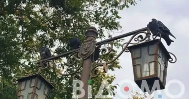На Днепропетровщине массово умирают голуби – что происходит
