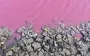 На Одесчине массово погибла рыба в розовом водоеме