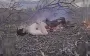 Occupier, engulfed in flames, lies in midst of steppe. VIDEO 18+