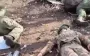 Seven eliminated invaders lie in bushes on side of road near Pokrovsk. VIDEO